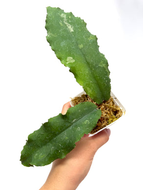 Hoya Undulata ‘Red Leaves’ Splash