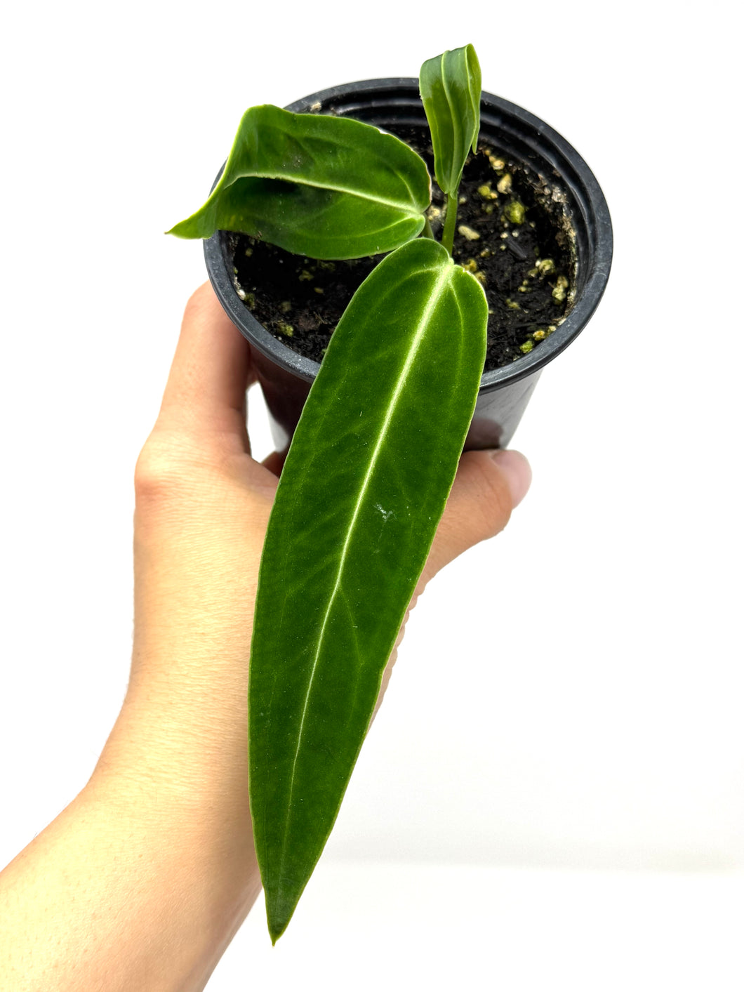 Anthurium Warocqueanum