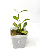 Load image into Gallery viewer, Hoya Manipurensis Variegated A