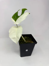 Load image into Gallery viewer, Monstera Deliciosa Albo Variegated D