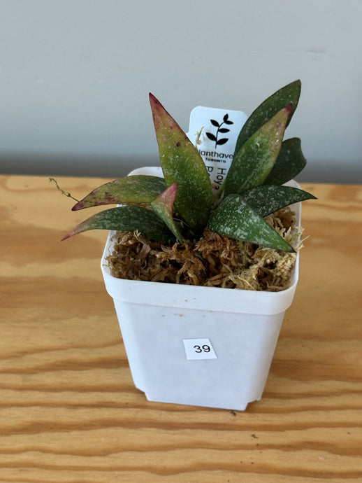 39. Hoya Parviflora Splash