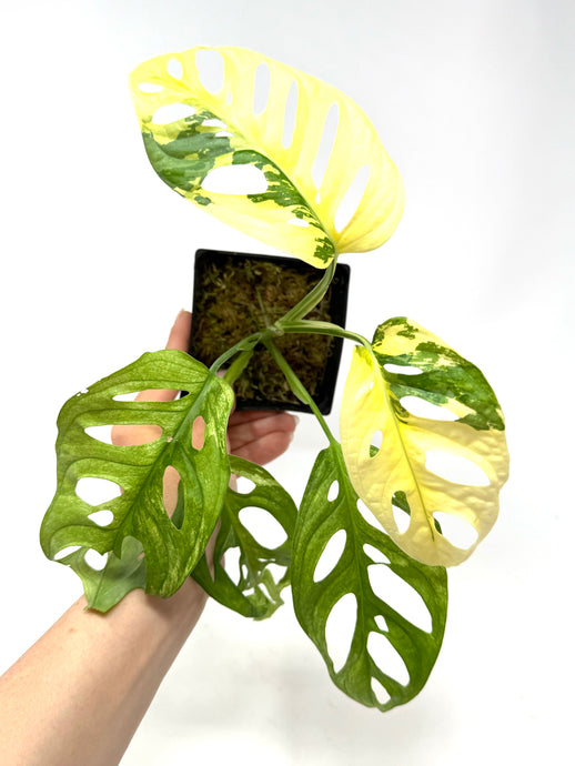 Monstera Adansonii Albo Variegated F