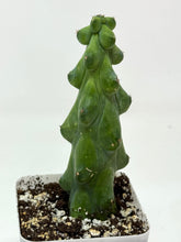 Load image into Gallery viewer, Myrtillocactus Geometrizans Fukurokuryuzinboku 'Boobie Cactus' - Ships within Canada only