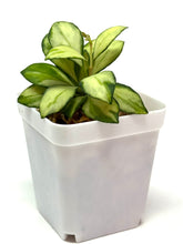 Load image into Gallery viewer, Hoya Heuschkeliana Inner Variegated
