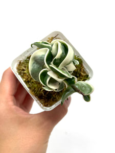 Hoya Carnosa Compacta Albo Variegated