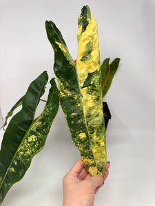 Philodendron Billietiae Variegated C