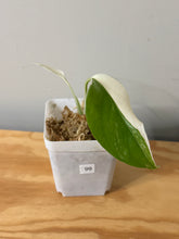 Load image into Gallery viewer, 99. Monstera Deliciosa Albo Variegated
