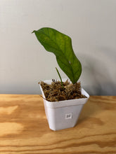 Load image into Gallery viewer, 22. Hoya Meredithii