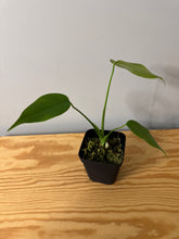 Load image into Gallery viewer, 77. Monstera Deliciosa Aurea Variegated