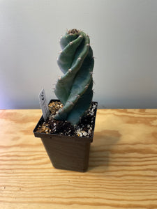 82. Cereus Forbesii cv. Spiralis 'Spiral Cactus'