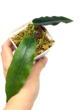 Load image into Gallery viewer, Hoya Kaimuki