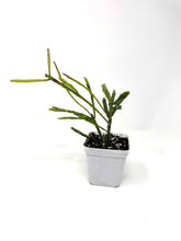 Load image into Gallery viewer, Rhipsalis Ewaldiana- Ships within Canada only
