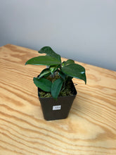 Load image into Gallery viewer, 131. Hoya Carnosa Krimson Princess