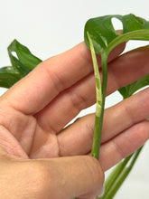 Load image into Gallery viewer, Monstera Adansonii Albo Variegated G