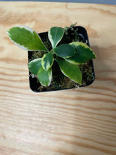 Load image into Gallery viewer, 192. Hoya Heuschkeliana Variegated