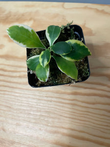 192. Hoya Heuschkeliana Variegated