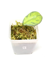 Load image into Gallery viewer, Hoya Carnosa ‘Argentea Princess’ L