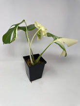 Load image into Gallery viewer, Monstera Deliciosa Albo Variegated J