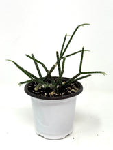 Load image into Gallery viewer, Rhipsalis Pilocarpa (ships within Canada only)