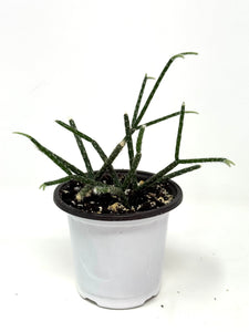 Rhipsalis Pilocarpa (ships within Canada only)