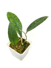 Load image into Gallery viewer, Hoya Finlaysonii ‘Angel’