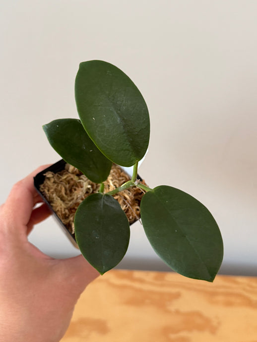 327. Hoya Australis