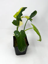 Load image into Gallery viewer, Philodendron Bipennifolium Violin Variegated H