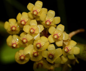 Hoya Picta