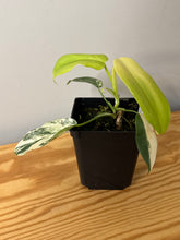 Load image into Gallery viewer, 83. Philodendron Bipennifolium Variegated