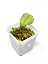 Load image into Gallery viewer, Hoya Carnosa ‘Argentea Princess’ L