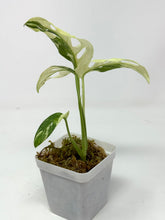 Load image into Gallery viewer, Monstera Adansonii Variegated C