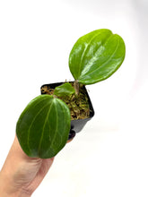 Load image into Gallery viewer, Hoya Quinquenervia