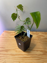 Load image into Gallery viewer, 33. Philodendron Mayoi
