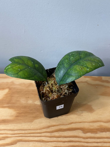 71. Hoya Deykeae