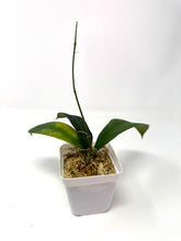Load image into Gallery viewer, Hoya Ruthiae