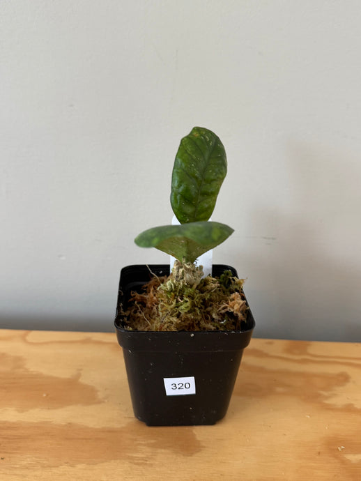 320. Hoya Deykeae