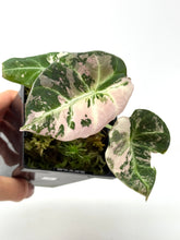 Load image into Gallery viewer, Alocasia Black Velvet Variegated B
