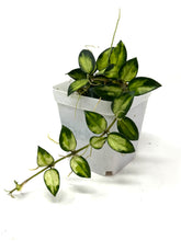 Load image into Gallery viewer, Hoya Lacunosa Tricolor ‘Bruno’