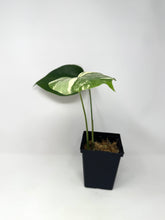 Load image into Gallery viewer, Monstera Deliciosa Albo Variegated K