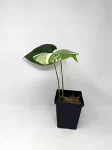 Monstera Deliciosa Albo Variegated K