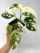 Load image into Gallery viewer, Monstera Adansonii Albo Variegated E
