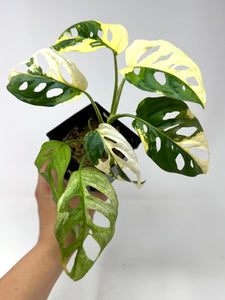 Monstera Adansonii Albo Variegated E