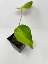 Load image into Gallery viewer, Monstera Deliciosa Aurea Variegated G