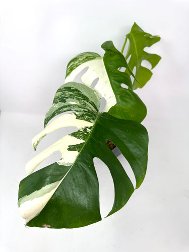 Monstera Deliciosa Albo Variegated I