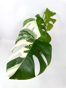 Monstera Deliciosa Albo Variegated I