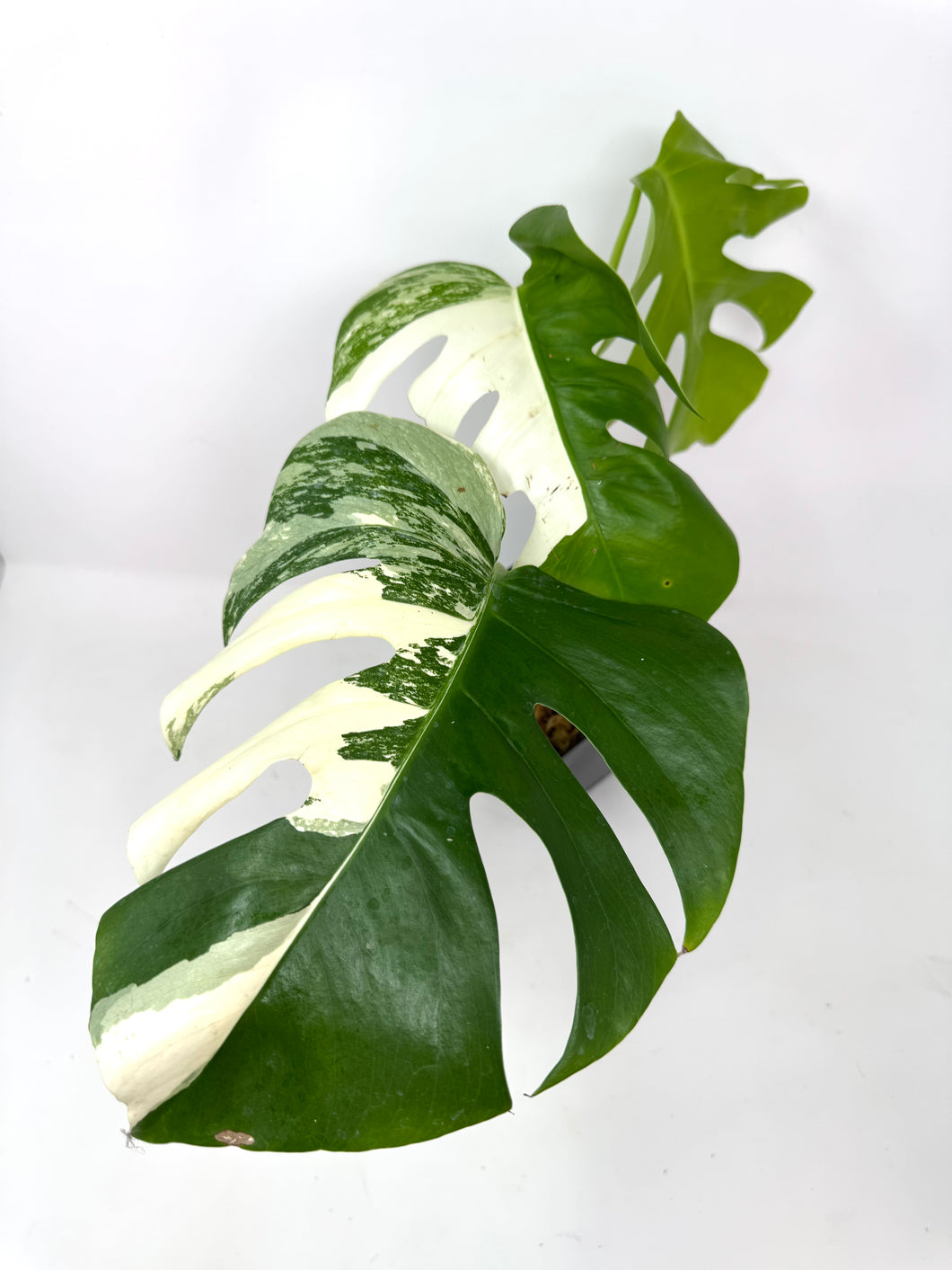 Monstera Deliciosa Albo Variegated I