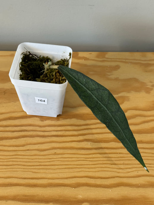164. Hoya Clemensiorum