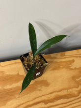 Load image into Gallery viewer, 48. Hoya Grifithii Splash