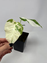 Load image into Gallery viewer, Monstera Deliciosa Albo Variegated C