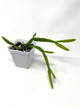 Load image into Gallery viewer, Rhipsalis Micrantha- Ships within Canada Only
